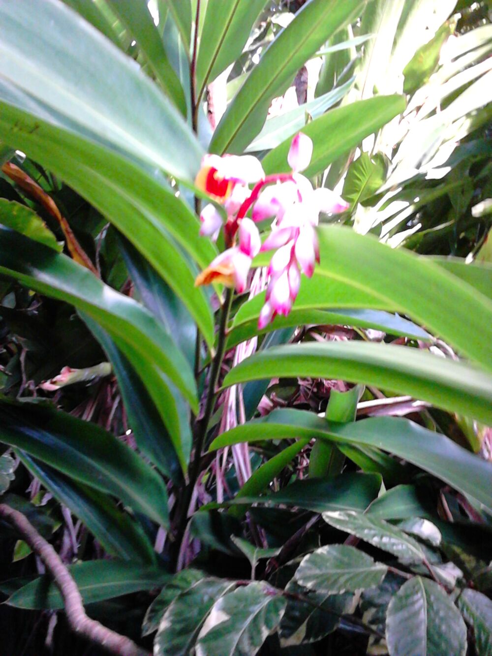 Plantes et fruits Jardin