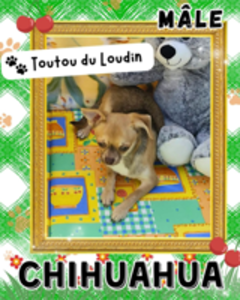   Chiot chihuahua mâle poils courts 