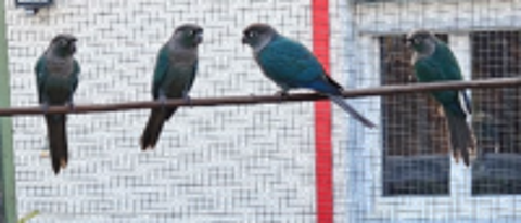   Jeunes Conure Pyrrhura Molinae turquoise. 