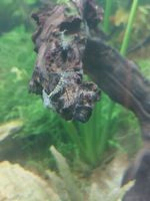   Crevettes aquarium eau douce  