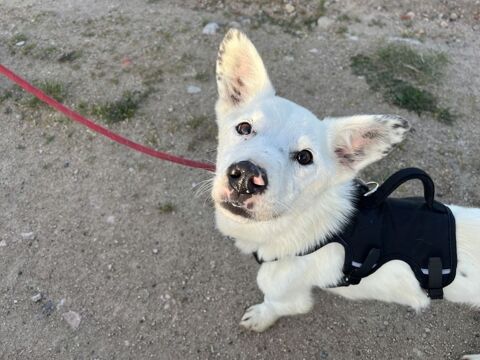 Geralt &agrave; l'adoption 300 42240 Unieux