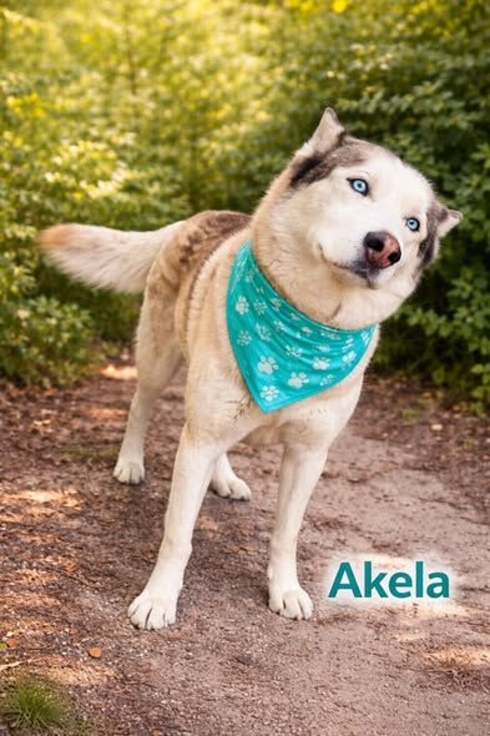   Chien AKELA à l adoption 