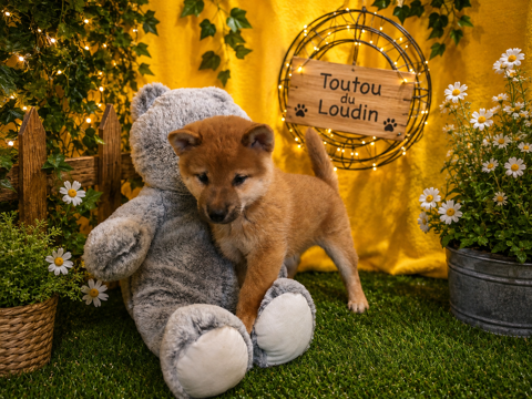 Chiot Shiba Inu m&acirc;le 800 18140 Précy