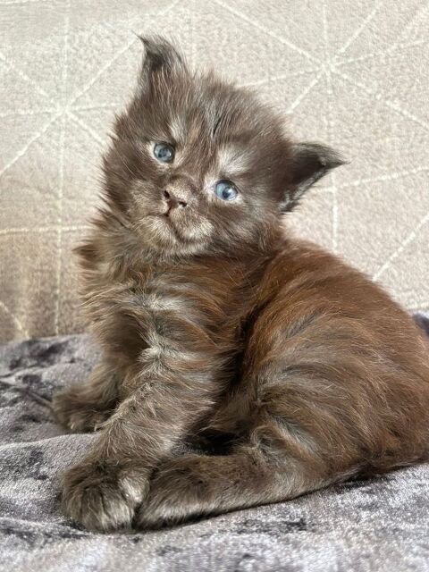 Adorable Femelle Maine coon LOOF 650 30800 Saint-gilles