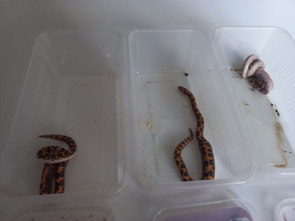   Boa des sables Juvnile 