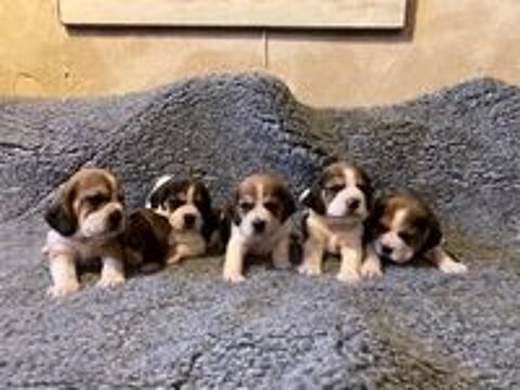   Chiot beagle

