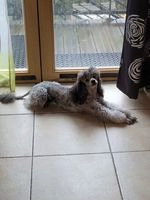   Recherche caniche moyen loft avec test adn pour saillie  