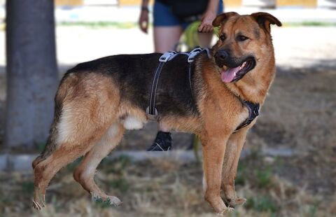 MOSCU, SOS pour ce magnifique croisé Berger Allemand d'une incroyable douceur 0 24140 Douville