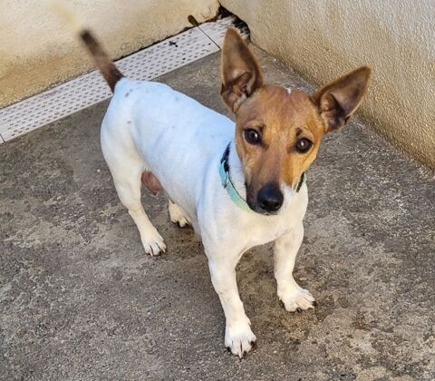 ANOUCK, jack Russel femelle 3 ans 200 34500 Bziers