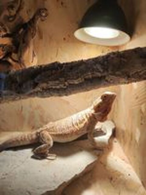   terrarium quip avec pogona 