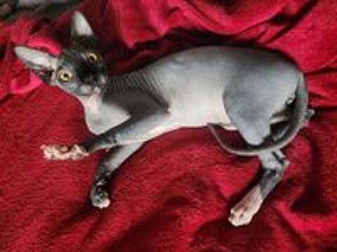   Chatons Sphynx Hairless Loof 