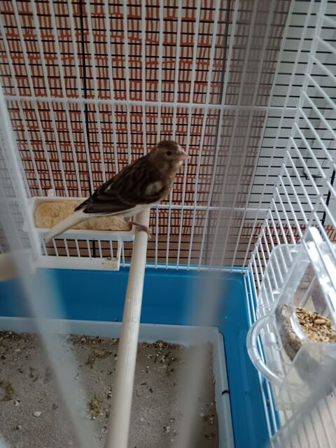 canari mâle 15 35340 Liffr