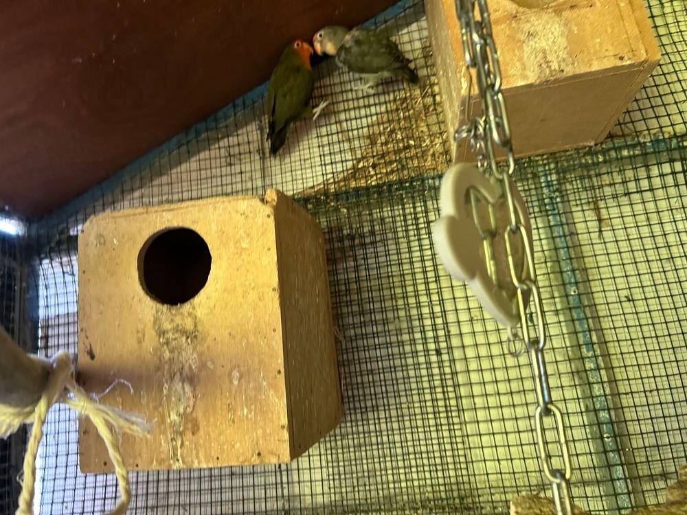Cage &agrave; oiseaux Jardin