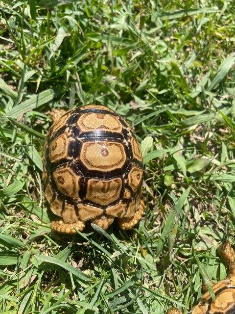 Tortue léopard géante / pardalis somalica 450 30000 Nmes