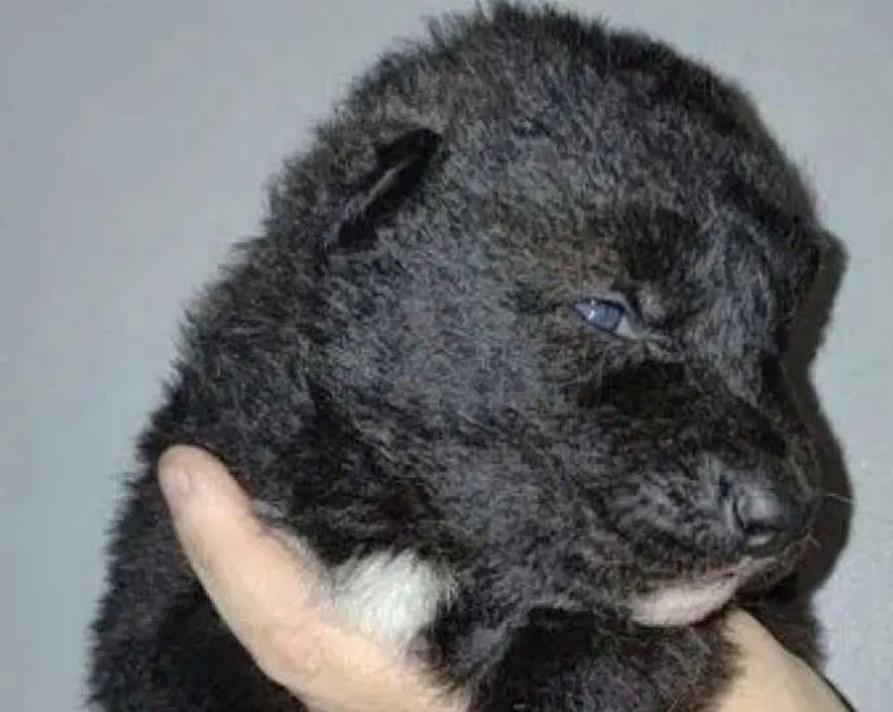   Chiot loup 