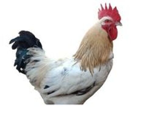    poules pondeuses et d'ornement 