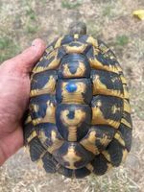   Tortue de terre 