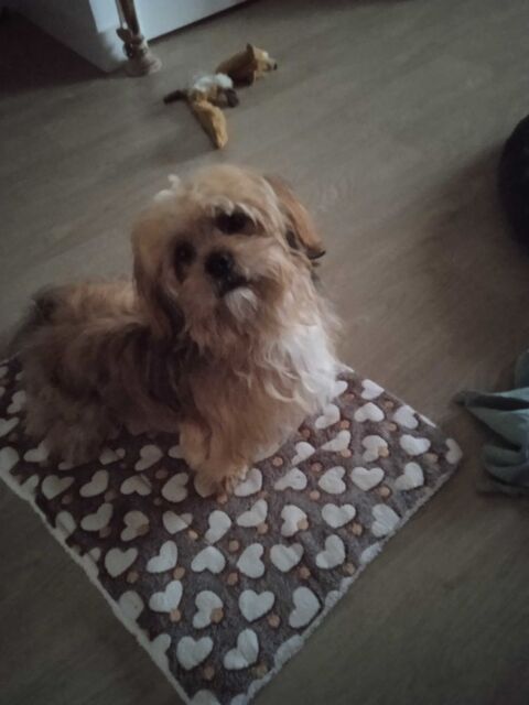 pett sitter 0 21000 Dijon