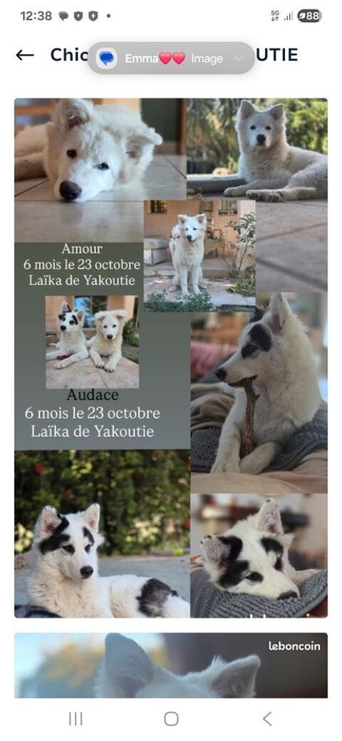 Chiens La&iuml;ka de Iakoutie 500 66680 Canoh�s