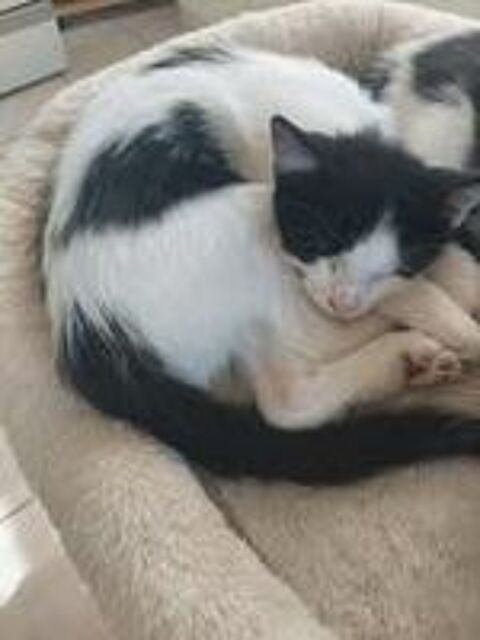   Chat BYRON à l adoption 