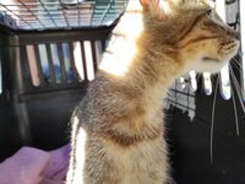   Avis de Recherche depuis le 19/08/23, SUGAR belle jeune minette  