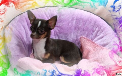 Chiot Chihuahua poils courts femelle 600 18140 Prcy