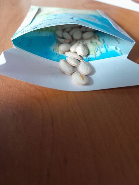 Graines de Courge Butternut ? Sachet 3 g (~40 graines) 1 Parempuyre (33)