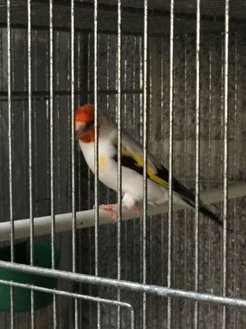 Chardonneret mutation 180 62220 Carvin