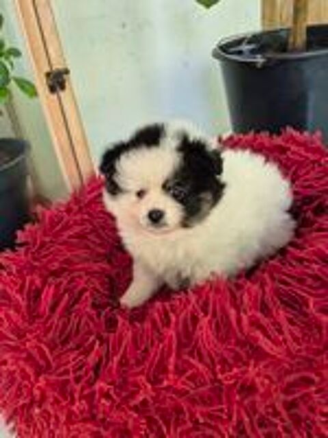   chiot spitz 
