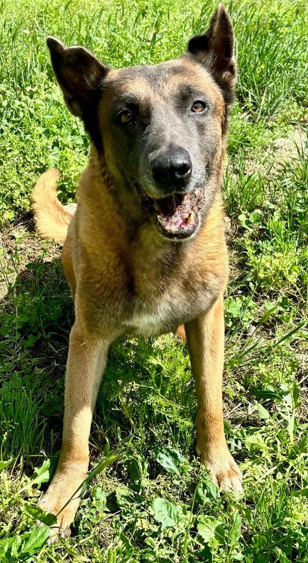   ATLAS, malinois 10 ans 