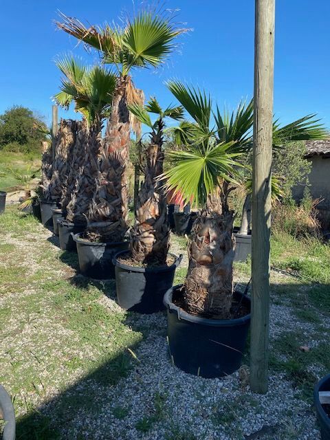 PALMIER WASHINGTONIA 90 Chaponnay (69)