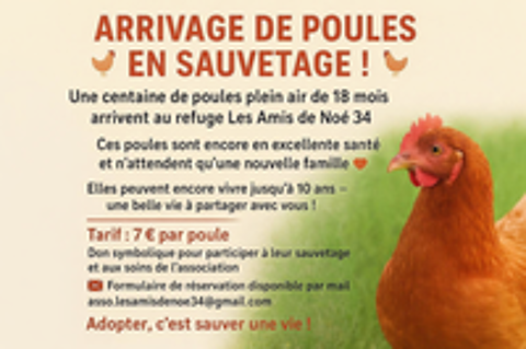   Poule pondeuse plein air 18 mois 