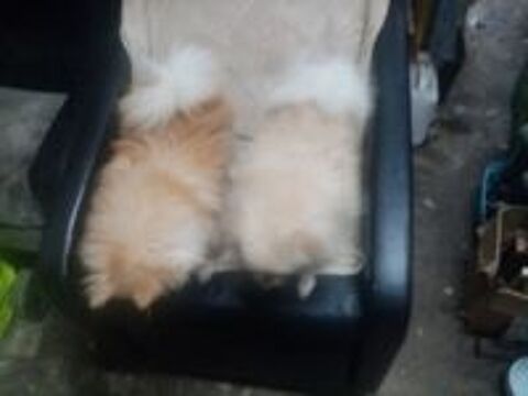   Spitz femelle issue parents nains pedigrees  