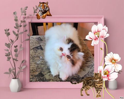 5 Magnifiques chatons persans et exotics LOOF 980 06400 Cannes