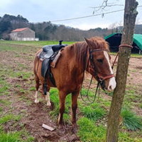   Chevale de balades  
