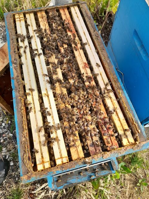 Essaims d'abeilles hiverné buckfast 150 61700 Domfront