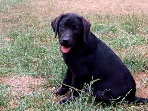 LABRADOR NOIR 800 11170 Cenne-monestis