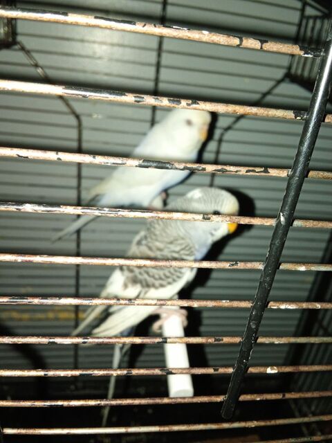 J'ai lot de deux perruche a 60� 60 75019 Paris