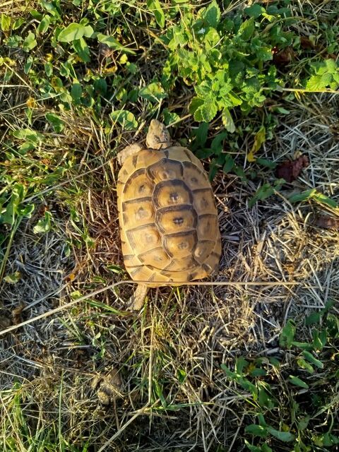 Tortue m&acirc;le greca 200 42360 Panissières