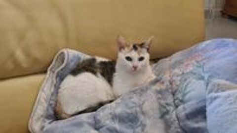   ATHENA minette tricolore 1 an 