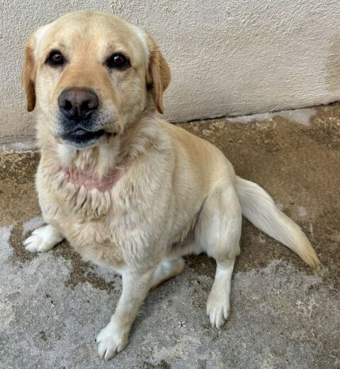 BANANIER, labrador sable 6 ans 220 34500 B�ziers