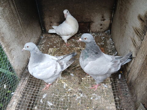 Pigeon texan 10 31620 Fronton