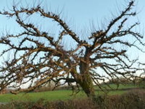  Taille des arbres fruitiers 