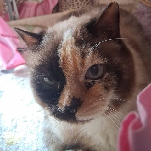 PENELOPE 100 38160 Saint-marcellin