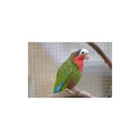   Perroquet amazone de cuba femelle epp 2002 