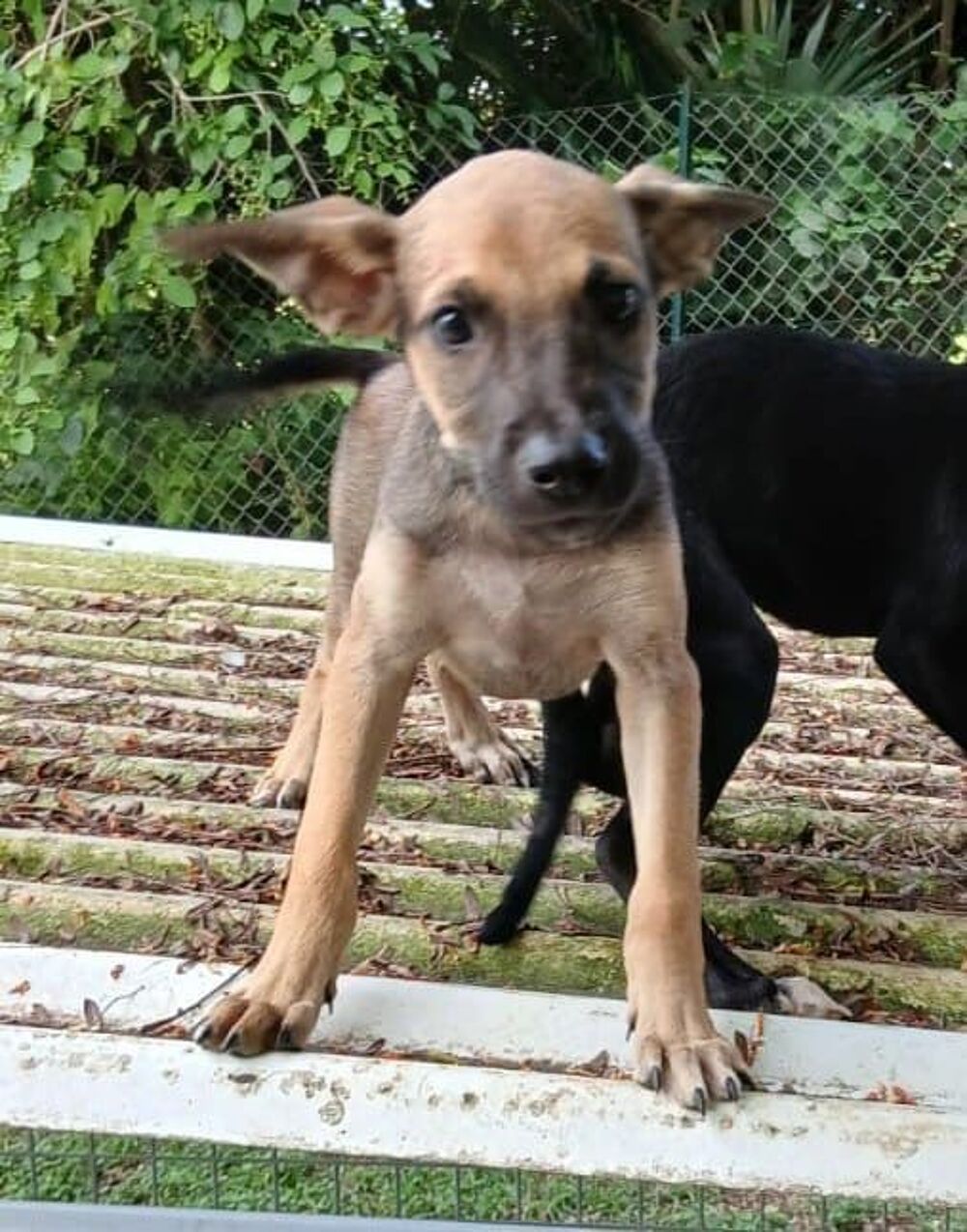   PIXEL 