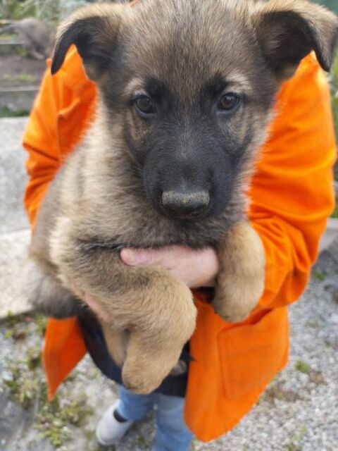 chiots berger allemand 700 02100 Lesdins