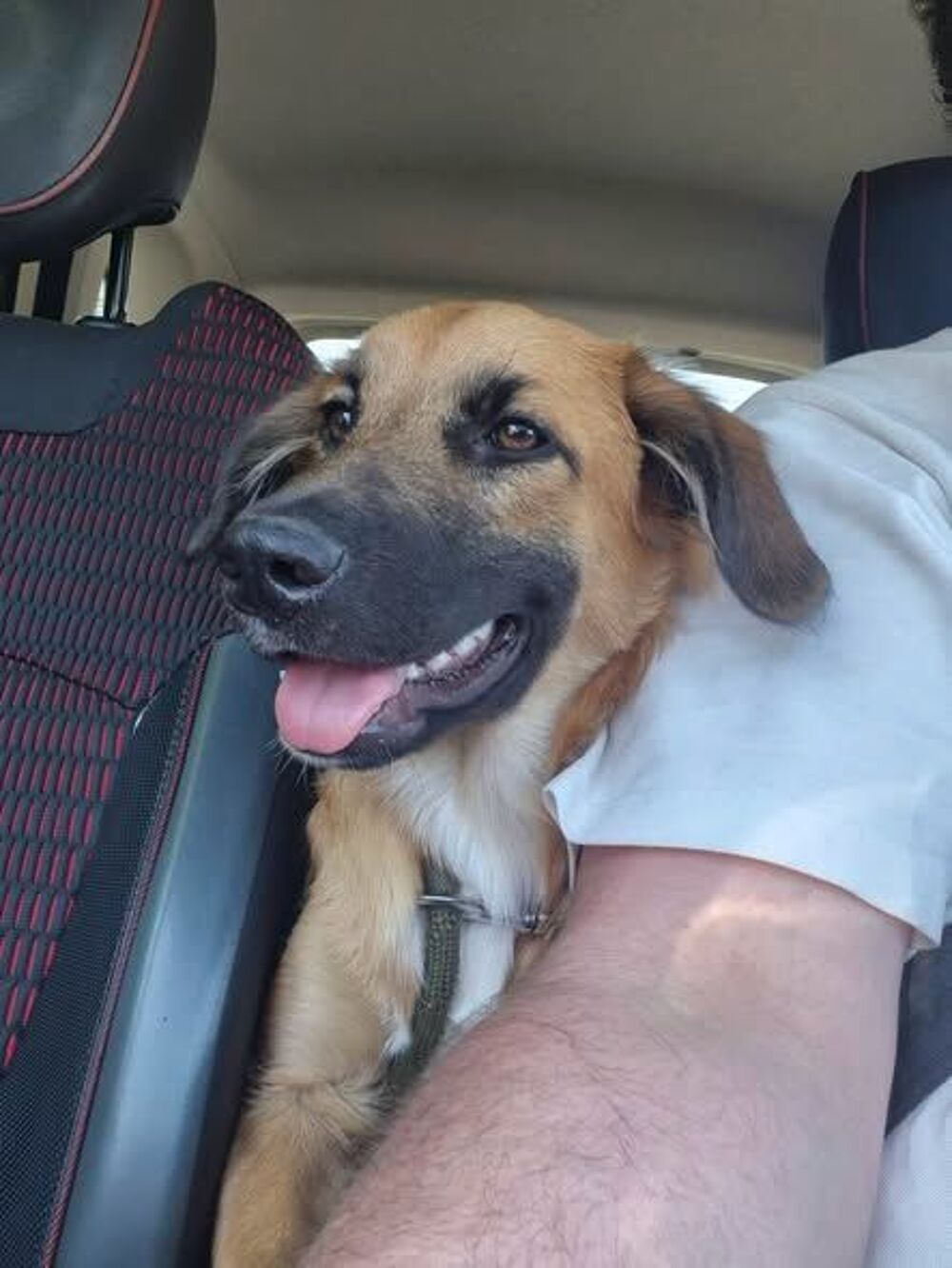   Chien TAIBO à l adoption 
