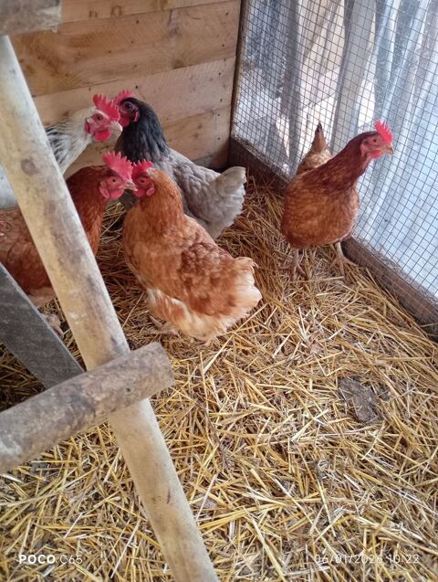 poules pondeuses 1 02100 Gricourt
