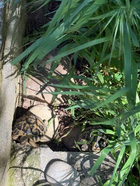 Tortue de terre 90 13730 Saint-victoret